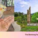 The Bentong Farm